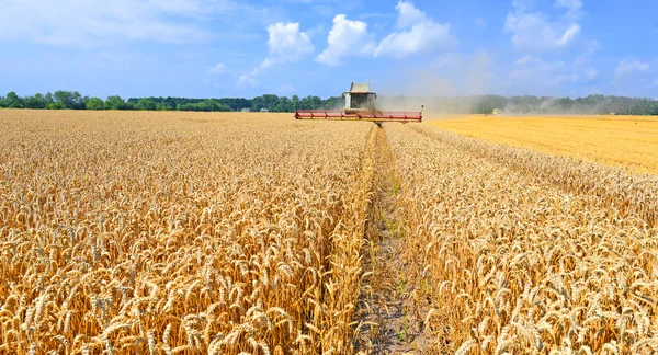 Tahıl hasat kırsal manzara içinde birleştirme — Stok fotoğraf