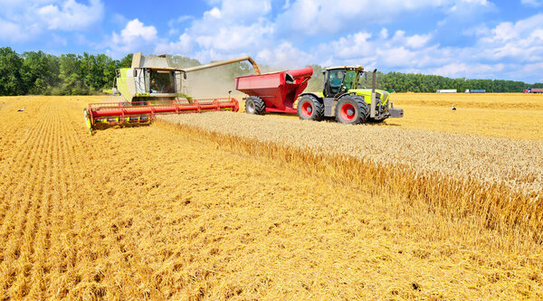 Overloading grain harvester into the grain tank of the tractor trailer