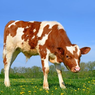 bir yaz mera derisindeki