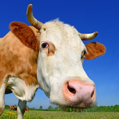 bir inek başkanı kapatmak kırsal landscap bir mera karşı