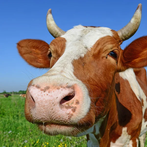 Uma cabeça de uma vaca fecha-se contra um pasto em um landscap rural — Fotografia de Stock