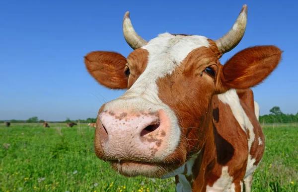 Uma cabeça de uma vaca fecha-se contra um pasto em um landscap rural — Fotografia de Stock