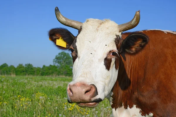 Une tête de vache près d'un pâturage dans un paysage rural — Photo