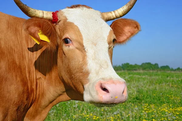 Uma cabeça de uma vaca fecha-se contra um pasto em um landscap rural — Fotografia de Stock