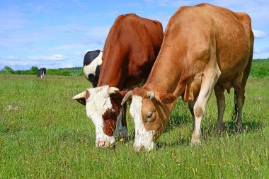 bir yaz yaz kırsal manzara mera üzerinde ineklerin.