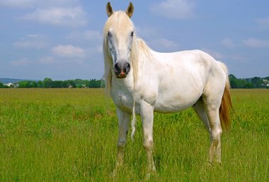 Yaz otlağında bir at