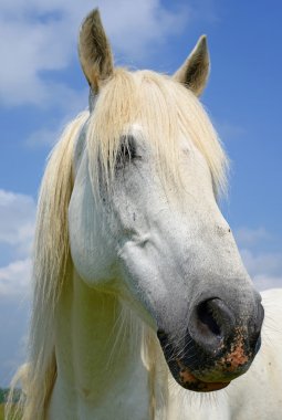 bir at başı kapatmak kırsal manzara gökyüzüne karşı