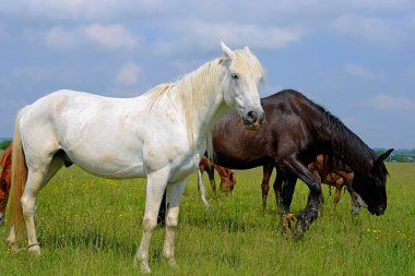 Yaz otlağında atlar