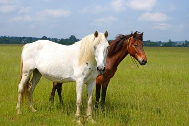 Yaz otlağında atlar