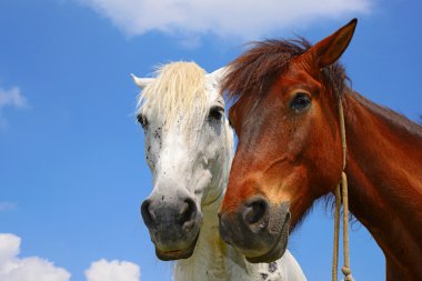 Yaz otlağında atlar