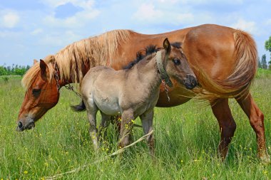 Yaz otlağında bir kısrakla tay