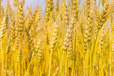 Kırsal manzara alanında tahıl