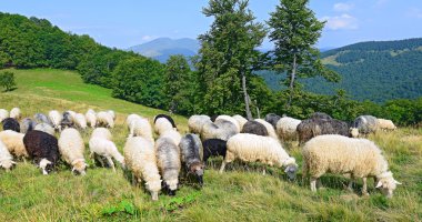 Bir yaz manzara dağda koyun