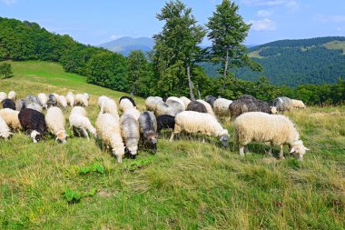 Bir yaz manzara dağda koyun