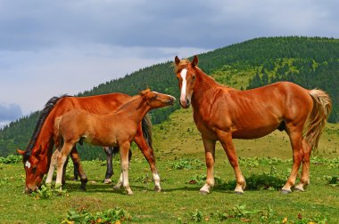 Yaz Dağı mera üzerinde atlar