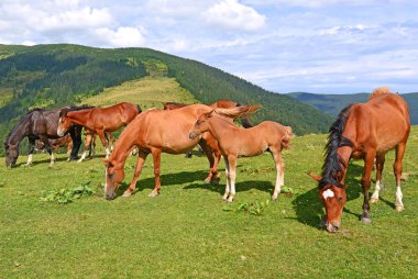 Yaz Dağı mera üzerinde atlar