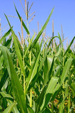 Kırsal manzara içinde genç Mısır
