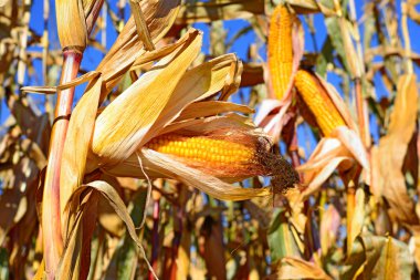 Kırsal manzara içinde olgunlaşmış Mısır