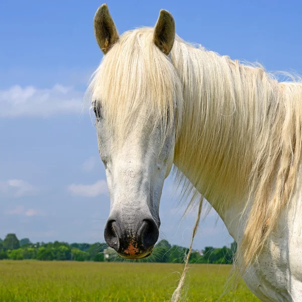 . Una testa di cavallo da vicino contro il cielo in un paesaggio rurale . — Foto Stock