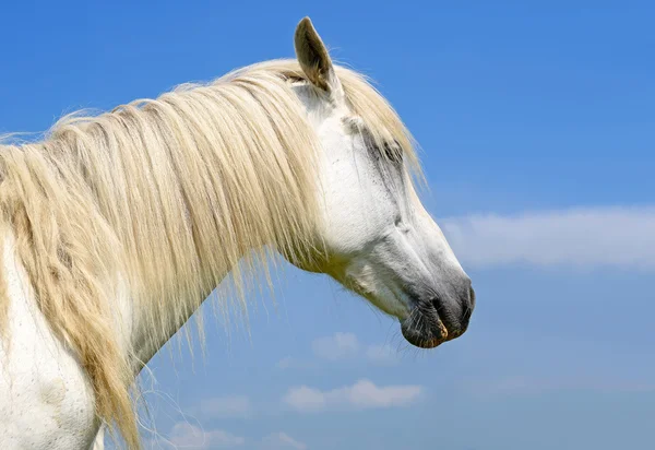 . Una testa di cavallo da vicino contro il cielo in un paesaggio rurale . — Foto Stock