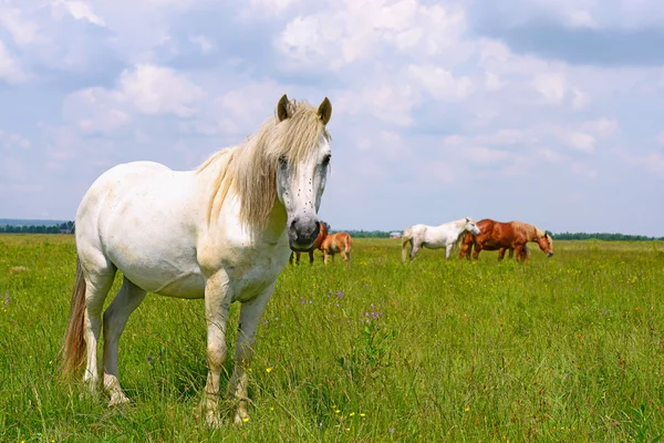 Paarden op een zomerweide in een landelijk landschap — Stockfoto