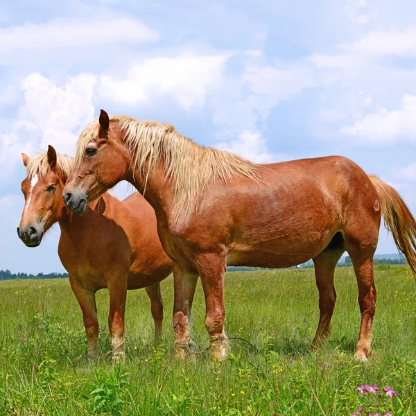 Hästar på en sommarhage i ett lantligt landskap — Stockfoto