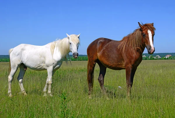 Paarden op een zomerweide in een landelijk landschap — Stockfoto