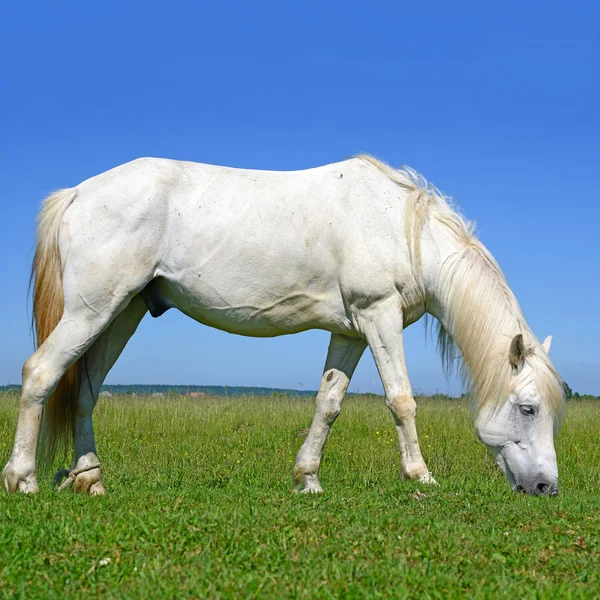 Horse on a summer pasture — Stock Photo, Image