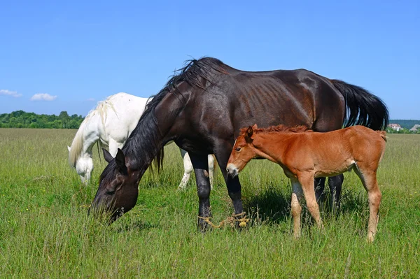 Puledro con una cavalla su un pascolo estivo — Foto Stock