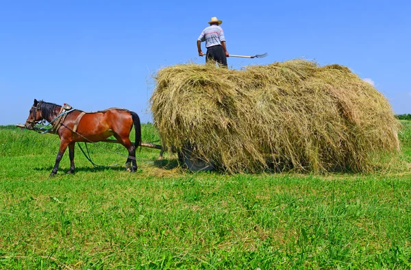 Transportation of hay by a cart in a summer landscape — Stock Photo, Image