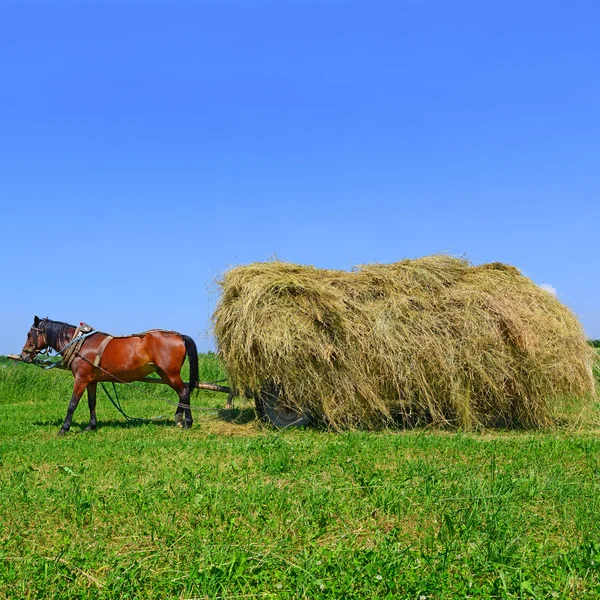 Transport av høy med kjerre i sommerlandskap – stockfoto