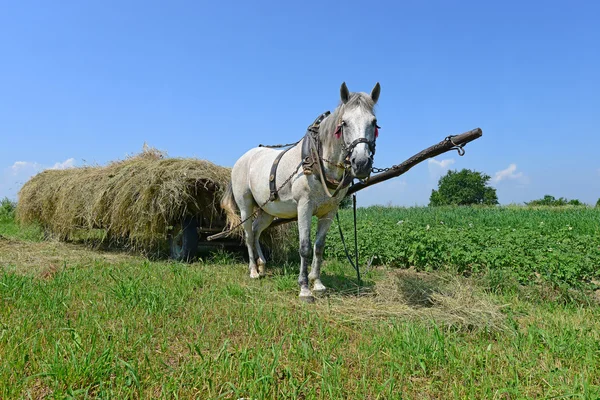 Transportation of hay by a cart in a summer landscape — Stock Photo, Image