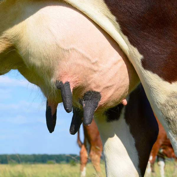 An udder of a young cow close up. — Stock Photo, Image