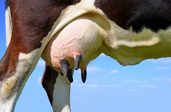 Una ubre de una vaca joven de cerca . —  Fotos de Stock