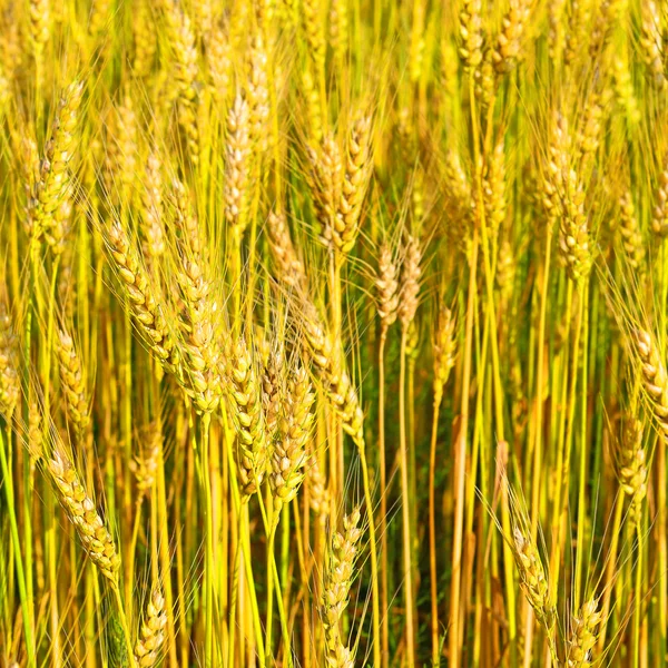 Зерновое поле в сельской местности — стоковое фото