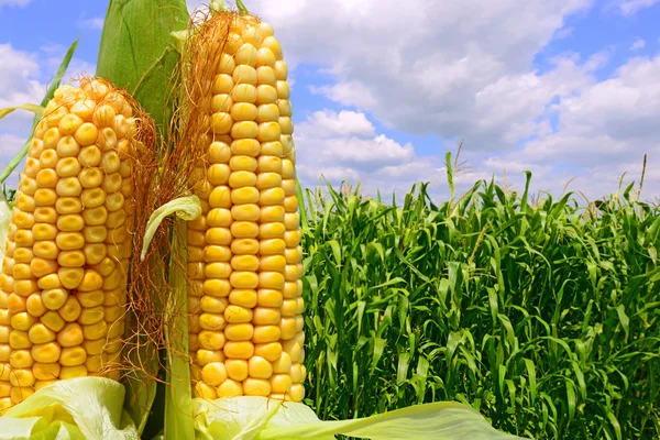 Jonge maïs in het rurale landschap — Stockfoto