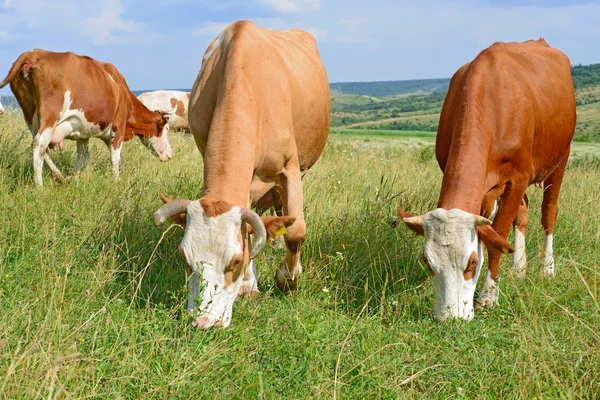 Cows on a summer pasture in a summer rural landscape. — Stock Photo, Image