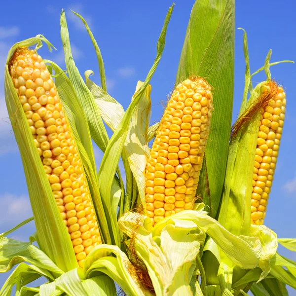 Grano giovane nel paesaggio rurale — Foto Stock