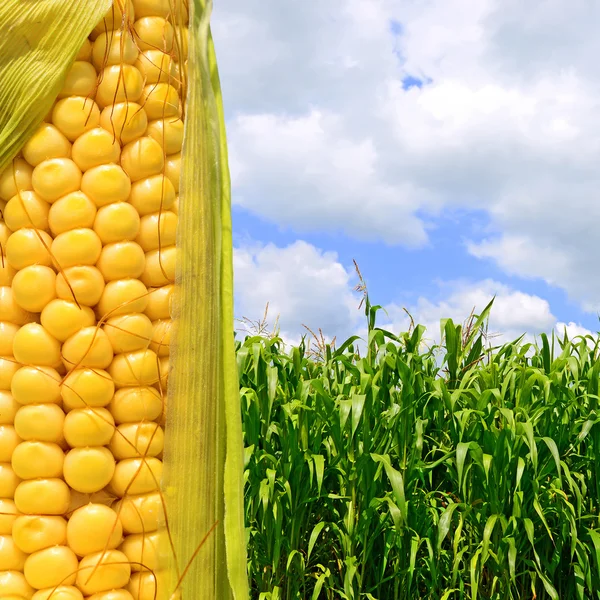 A vidéki táj fiatal corn — Stock Fotó
