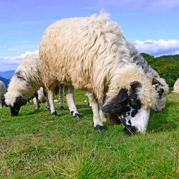 Ett får i bergen i sommarlandskap — Stockfoto