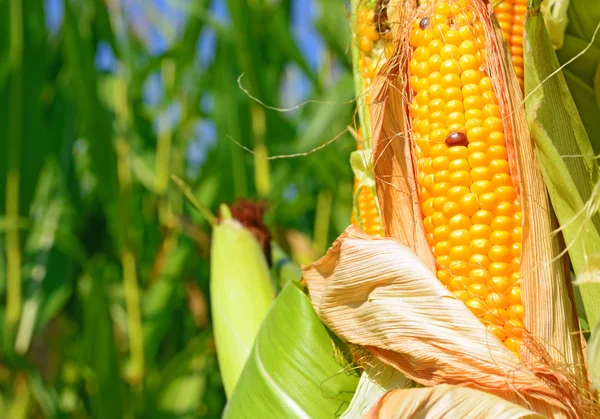 Ripe corn in the rural landscape. — Stock Photo, Image