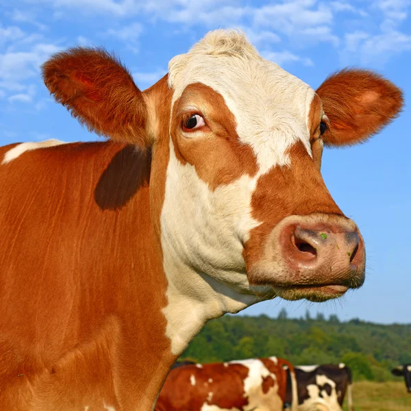 Голова коровы рядом с пастбищем в сельской местности — стоковое фото