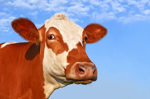 Una testa di mucca da vicino contro il cielo in un paesaggio rurale — Foto Stock