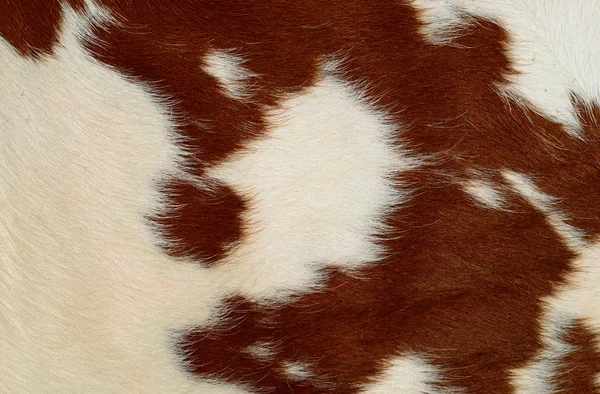 Bir deri bir inek bir yakın çekim bir arka plan resmi — Stok fotoğraf