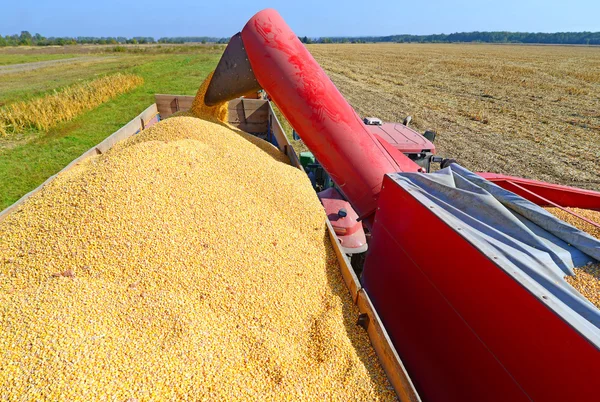Sobrecarga de maíz de la tolva al vehículo tractor — Foto de Stock