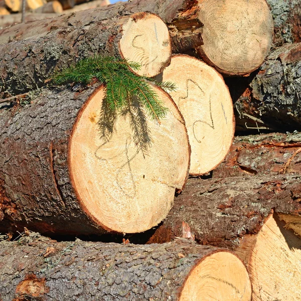 Preparación y almacenamiento de madera en un paisaje industrial . — Foto de Stock