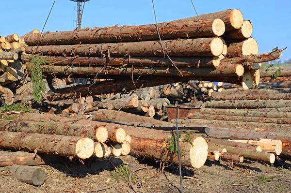 Przygotowania i składowania drewna w przemysłowym krajobrazie. — Zdjęcie stockowe