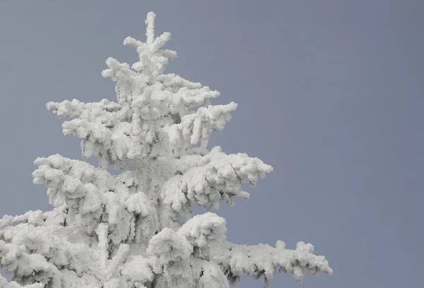 Tannen unter Schnee in einer Winterlandschaft. — Stockfoto