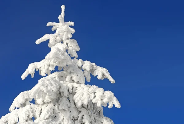 Firs under snow in a winter landscape. — Stock Photo, Image