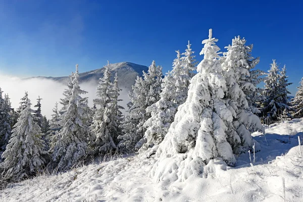 Hiver sur une colline dans un paysage de montagne . — Photo